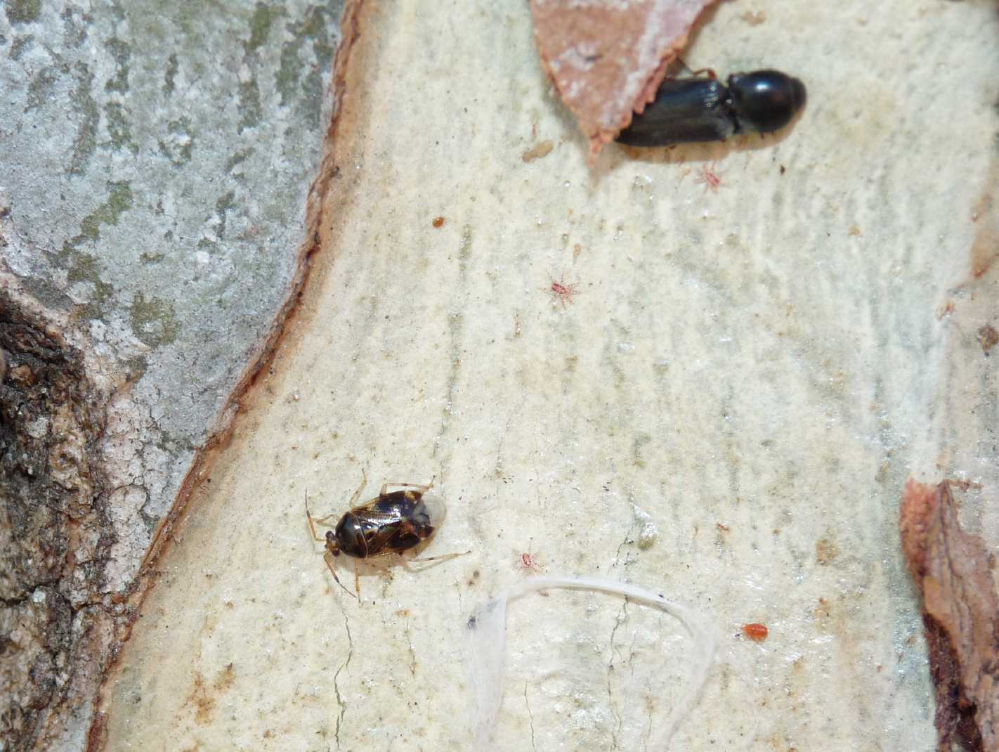 Miridae: Deraeocoris lutescens di Ostia antica